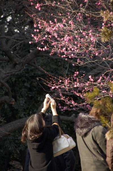 ほころび始めた梅の木。まだ咲いている木は限られており、この木に人は集中します。携帯電話で写真。この木の前でほとんどの人が同じ動作をします。当然私も・・・。