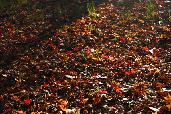 赤や黄色のモミジの葉は落ちてもまだその鮮やかさを保っています。色とりどりの落ち葉もまたきれいなものです。
