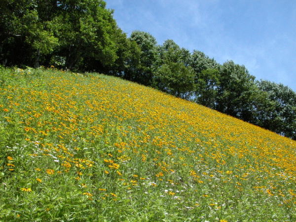 国道沿いに見つけました。北海道の短い夏を彩る花です。
