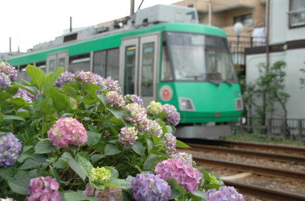世田谷線といえば、少し前までは古い趣のある車両が走っていたところです。現在ではすべて新型の車両になってしまい、少々味気ない感じですが、沿線の風景は変わらず、東京の昔の雰囲気を残しています。線路際にきれいな紫陽花が咲いていました。