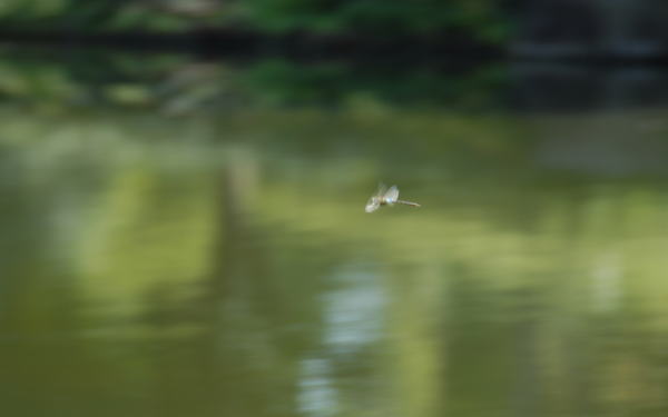 池に飛ぶトンボを流し撮り。列車の流し撮りも難しいですが、さらに難易度は上でした。当たり前ですね。
