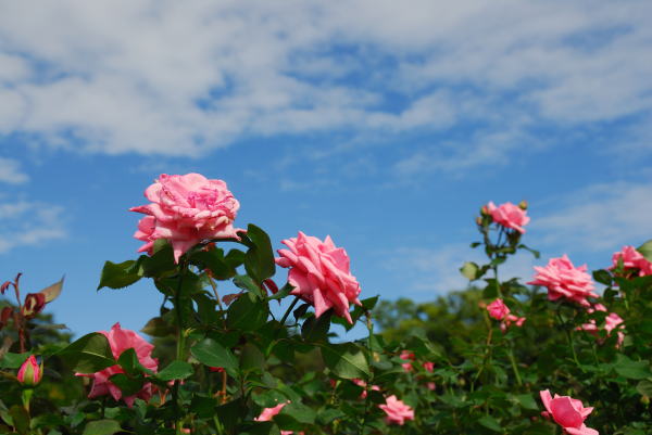 神代植物園では春と秋にバラのフェスタが行われます。秋の青空を背景にこのバラを撮ってみました。