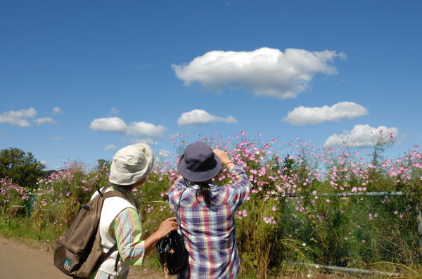 五日市線沿いの農道をぶらぶら歩いているとコスモスがきれいに咲いているところがありました。コスモスと青空とそこに浮かぶ雲を撮る人たちがいました。